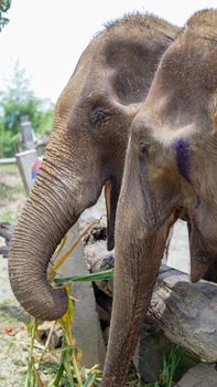 Group of adult elephants feeding sugar cane and bamboo in Elephant Care Sanctuary, Mae Tang, Chiang Mai province, Thailand.