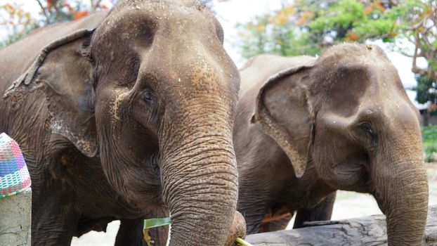 Group of adult elephants feeding sugar cane and bamboo in Elephant Care Sanctuary, Mae Tang, Chiang Mai province, Thailand.