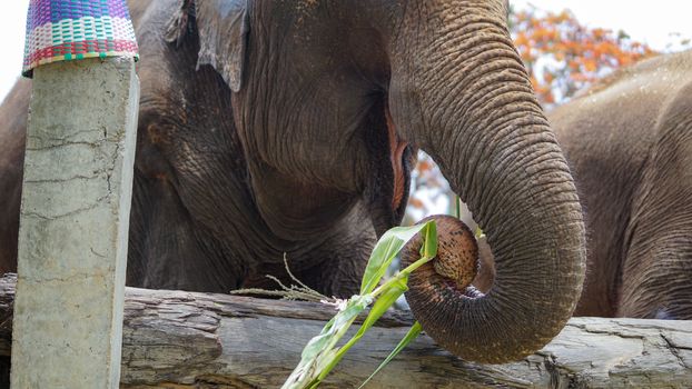 Group of adult elephants feeding sugar cane and bamboo in Elephant Care Sanctuary, Mae Tang, Chiang Mai province, Thailand.