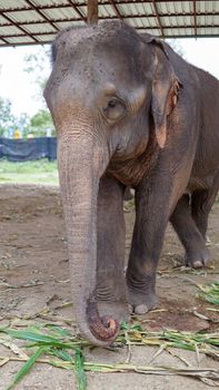 Group of adult elephants feeding sugar cane and bamboo in Elephant Care Sanctuary, Mae Tang, Chiang Mai province, Thailand.