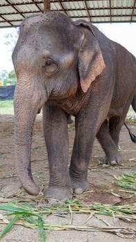 Group of adult elephants feeding sugar cane and bamboo in Elephant Care Sanctuary, Mae Tang, Chiang Mai province, Thailand.