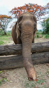 Group of adult elephants feeding sugar cane and bamboo in Elephant Care Sanctuary, Mae Tang, Chiang Mai province, Thailand.