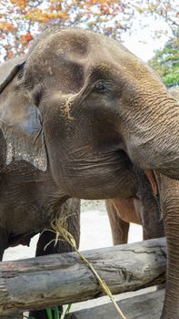 Group of adult elephants feeding sugar cane and bamboo in Elephant Care Sanctuary, Mae Tang, Chiang Mai province, Thailand.