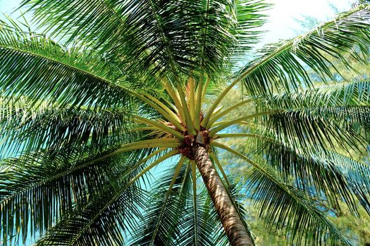Closeup of branches of coconut palms under blue sky. Palm tree view from below summer panoramic background