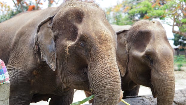 Group of adult elephants feeding sugar cane and bamboo in Elephant Care Sanctuary, Mae Tang, Chiang Mai province, Thailand.