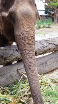 Group of adult elephants feeding sugar cane and bamboo in Elephant Care Sanctuary, Mae Tang, Chiang Mai province, Thailand.