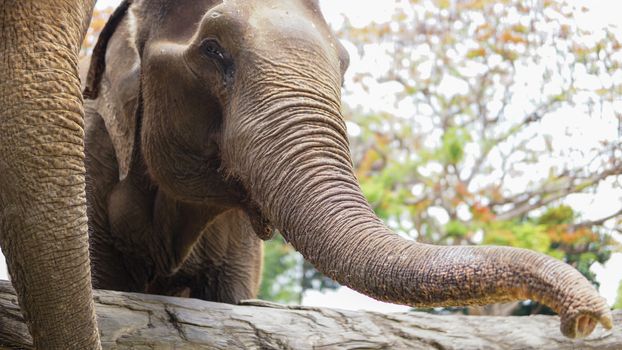 Group of adult elephants feeding sugar cane and bamboo in Elephant Care Sanctuary, Mae Tang, Chiang Mai province, Thailand.