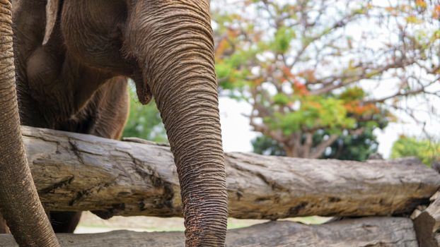 Group of adult elephants feeding sugar cane and bamboo in Elephant Care Sanctuary, Mae Tang, Chiang Mai province, Thailand.