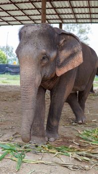 Group of adult elephants feeding sugar cane and bamboo in Elephant Care Sanctuary, Mae Tang, Chiang Mai province, Thailand.