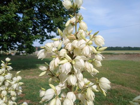 White yucca flowers on the lawn. White yucca flowers on the lawn.
