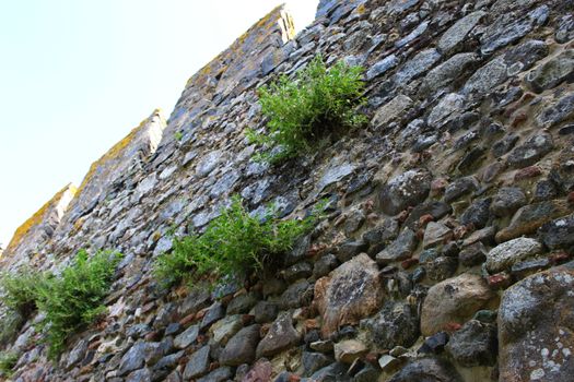 Plants grow on the castle wall. Beja, Portugal.