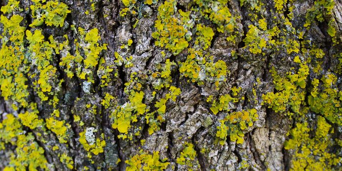 Yellow mold on the tree bark. Texture. Banner. Beja, Portugal.