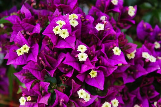 Purple and white flowers of Great bougainvillea, Bougainvillea spectabilis in Portugal. Beja, Portugal.