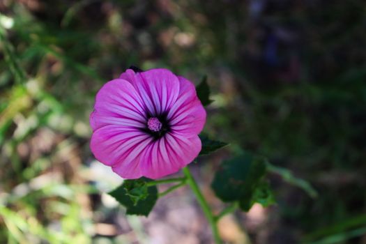 A wild geranium flower in the shadow, behind the flower there is sunlight. Beja, Portugal.