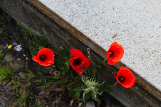Four red poppy flowers wild in the cracks of the concrete in the city. Papaver rhoeas, common poppy, corn poppy, corn rose, field poppy, Flanders poppy, red poppy. Beja, Portugal.