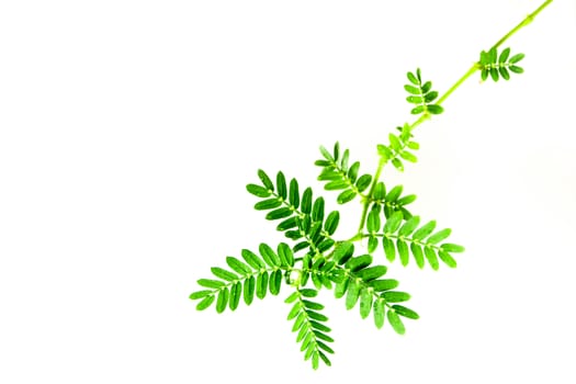 small caltrops weed and leaves, isolated freshness plant on white background