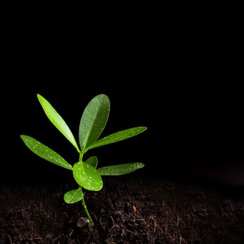 Freshness green leaves of Alexandrian laurel young plant sapling in black soil