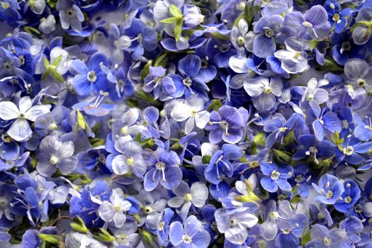 Pile of Blue Germander speedwell also known as Veronica chamaedrys or bird's eye speedwell or cat's eye