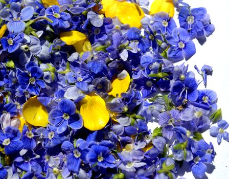 Blue Germander speedwell also known as Veronica chamaedrys or bird's eye speedwell or cat's eye on white background