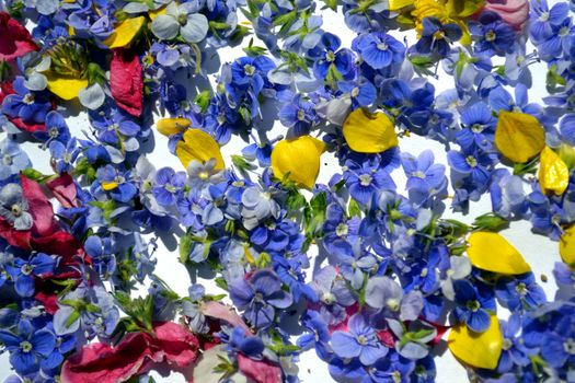 Germander speedwell also known as Veronica chamaedrys or bird's eye speedwell or cat's eye and colored petals of flowers