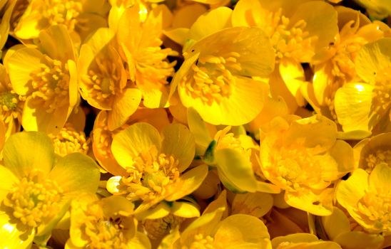 Pile of Ranunculus repens (the creeping buttercup) flowers background
