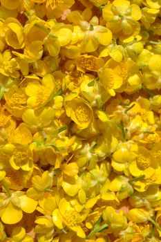 Ranunculus repens, the creeping buttercup flowers background