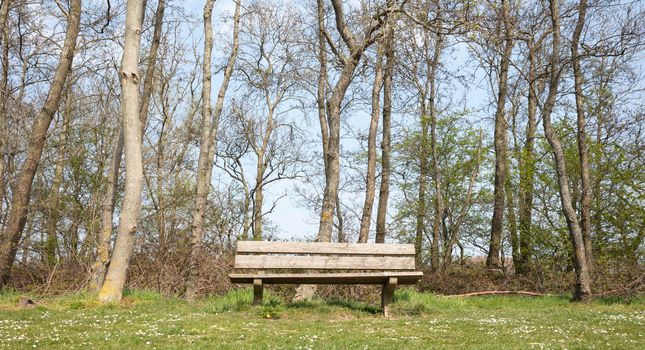 Bench in the park, large trees in the background