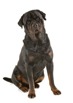 purebred rottweiler in front of white background