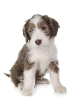 puppy bearded collie in front of white background