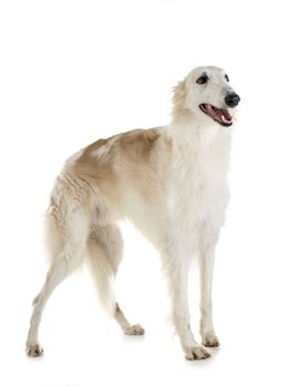 white borzoi in front of white background