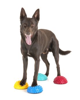 Australian Kelpie in front of white background