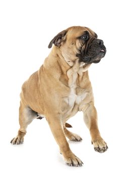 purebred bullmastif in front of white background