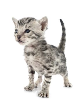 bengal cat in front of white background