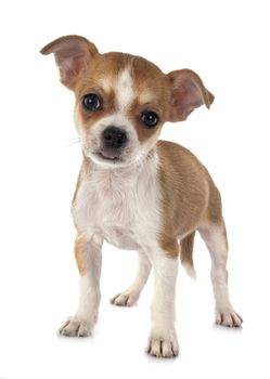 little chihuahua in front of white background