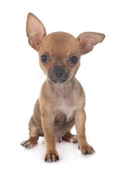 little chihuahua in front of white background