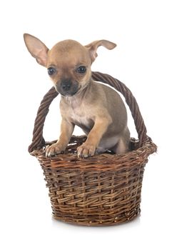 little chihuahua in front of white background