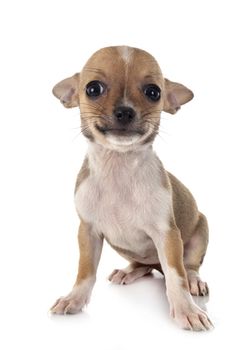 little chihuahua in front of white background