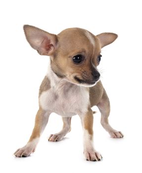 little chihuahua in front of white background