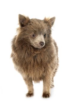 young pomeranian in front of white background