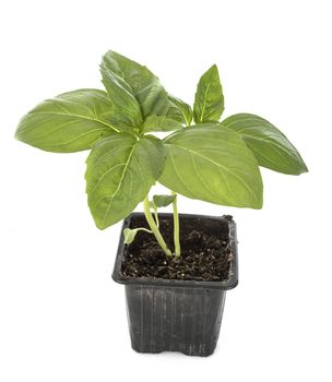 Ocimum basilicum in front of white background