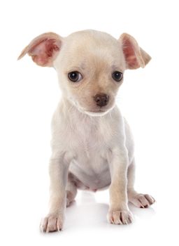 little chihuahua in front of white background