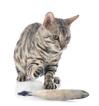 bengal cat in front of white background