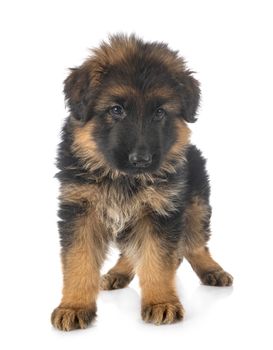 puppy german shepherd in front of white background