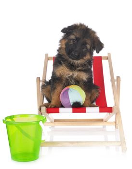 puppy german shepherd in front of white background