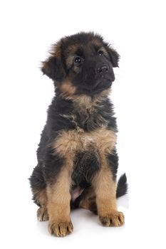 puppy german shepherd in front of white background