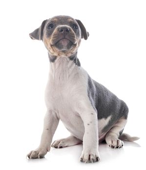 puppy brazilian terrier in front of white background