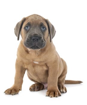 puppy italian mastiff in front of white background