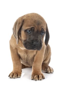 puppy italian mastiff in front of white background