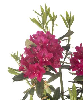 pink Rhododendron in front of white background
