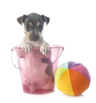 puppy brazilian terrier in front of white background